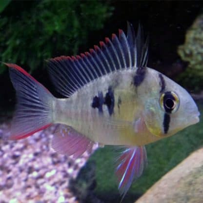 Mikrogeophagus altispinosus – Bolivian Ram - Ψάρια Γλυκού