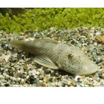 Chaetostoma formosae – Stripped Bulldog Pleco L187B - Ψάρια Γλυκού