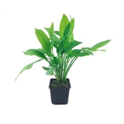 Tropica Echinodorus Bleherae Xl - Φυτά για Ενυδρεία