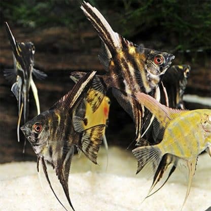 Pterophyllum scalare – Angelfish Assorted 5cm - Black friday special