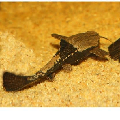 Bunocephalus coracoideus – Banjo Catfish - Ψάρια Γλυκού