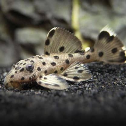 Leporacanthicus joselimae-sultan Pleco L264 4-6cm - Ψάρια Γλυκού