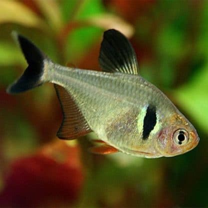 Hyphessobrycon megalopterus – Black Phantom Tetra - Ψάρια Γλυκού