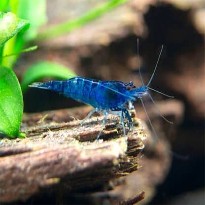 Neocaridina davidi – Blue Velvet Shrimp - Ασπόνδυλα Γλυκού