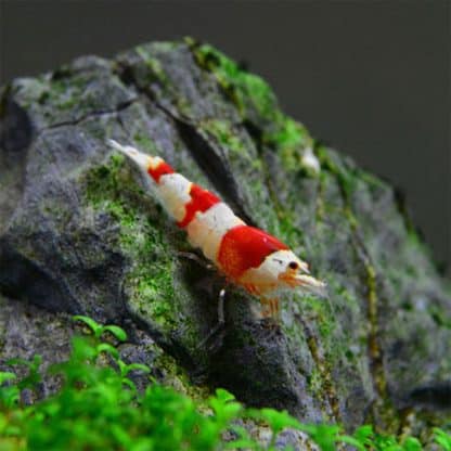 Caridina sp – Crystal Red Shrimp 1.5cm - Ασπόνδυλα Γλυκού