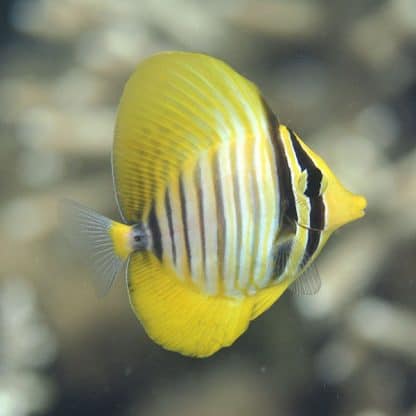 Zebrasoma desjardinii M Juv – Red Sea Sailfin Tang - Ψάρια Θαλασσινού