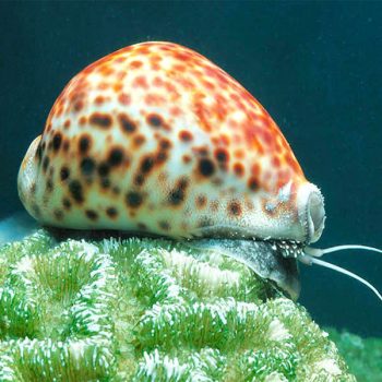 Cypraea tigris – Tiger Cowrie - Ασπόνδυλα Θαλασσινού