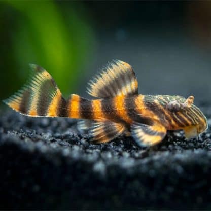 Panaqolus sp. L397 – Tangerine Tiger Pleco  4-6cm - Ψάρια Γλυκού