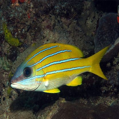 Lutjanus kasmira – Common Bluestripe Snapper - Ψάρια Θαλασσινού