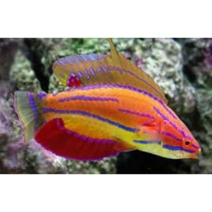 Paracheilinus mccoskeri M – Mccosker’S Flasher Wrasse - Ψάρια Θαλασσινού