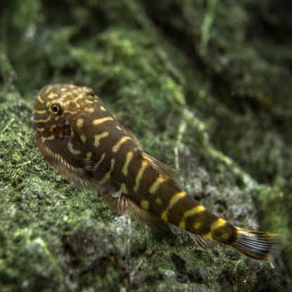 Gastromyzon viriosus – Yellow Finned Hillstream Loach - Sales