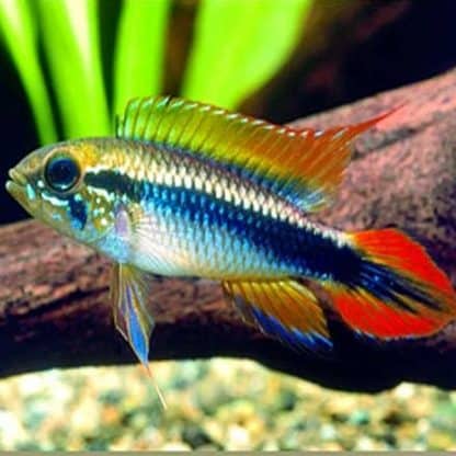 Apistogramma agassizi – Double Red Agassizi Cichlid 3.5cm - Ψάρια Γλυκού