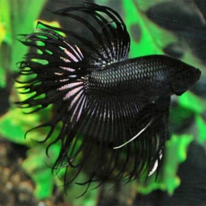 Betta splendens – Siamese Fighting Fish Crown Tail Male Black L - Ψάρια Γλυκού