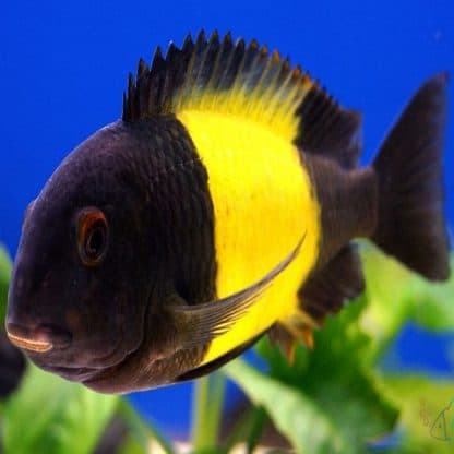 Tropheus ikola -Yellow Kaiser - Sales