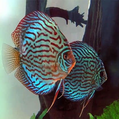 Symphysodon discus – Turquoise Blue 5 cm - Ψάρια Γλυκού