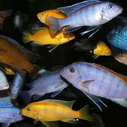 Pseudotropheus sp. – African Cichlid assorted - Ψάρια Γλυκού