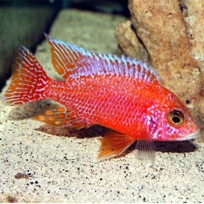 Aulonocara baenschi – Dragon Blood Cichlid - Ψάρια Γλυκού