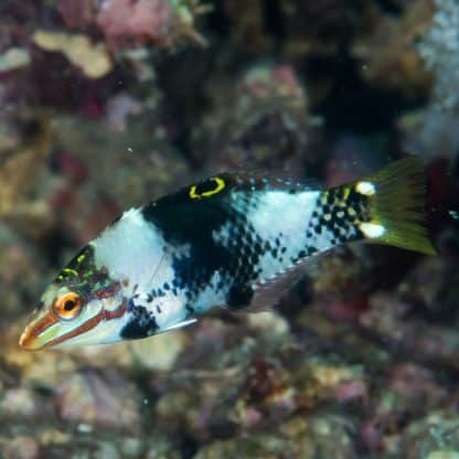 Halichoeres hortulanus S – Checkerboard Wrasse - Ψάρια Θαλασσινού