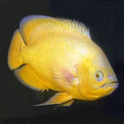 Astronotus ocellatus – Lemon Oscar Cichlid 10-11cm - Ψάρια Γλυκού