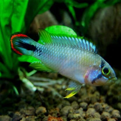 Apistograma pandourini-Pandurini Blue Sky Dwarf Cichlid 1.5-2cm - Ψάρια Γλυκού