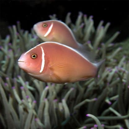 Amphiprion perideraion – Pink Skunk Clownfish - Ψάρια Θαλασσινού