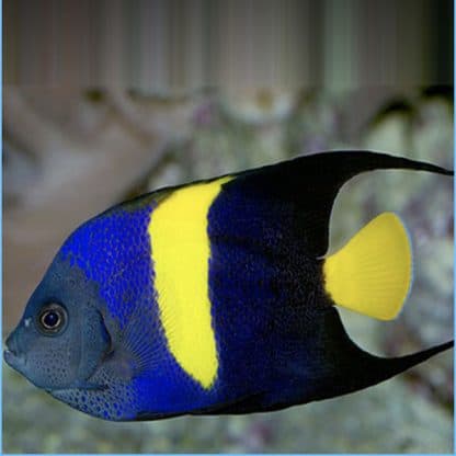 Pomacanthus asfur M – Arabian Angelfish - Ψάρια Θαλασσινού