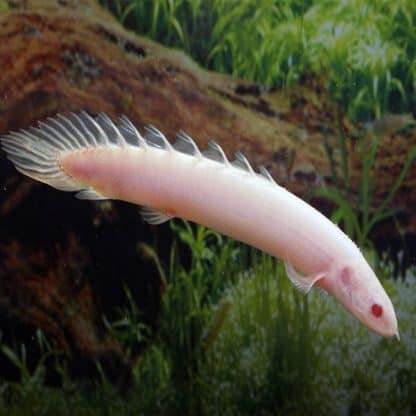 Polypterus senegalus – Albino Senegal Bichir 7.5cm - Ψάρια Γλυκού