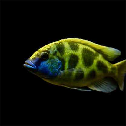 Nimbochromis venustus – Giraffe Cichlid M - Ψάρια Γλυκού