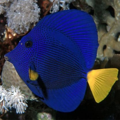 Zebrasoma xanthurum S – Purple Tang - Ψάρια Θαλασσινού