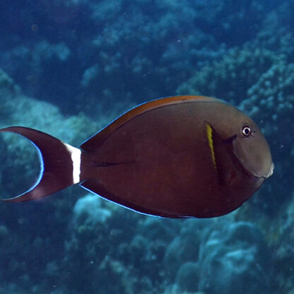 Acanthurus nigricauda  L – Epaulette Surgeonfish - Ψάρια Θαλασσινού