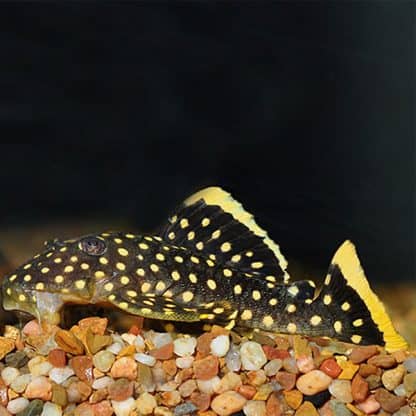 Baryancistrus sp. – Golden Nugget Pleco L018 10-12 cm - Ψάρια Γλυκού