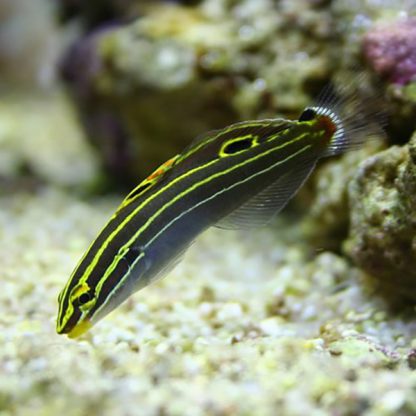 Amblygobius hectori M – Hector’S Goby - Ψάρια Θαλασσινού