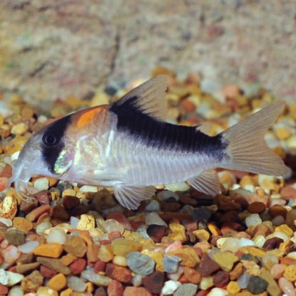 Corydoras adolfoi – Adolfo’S Cory - Ψάρια Γλυκού