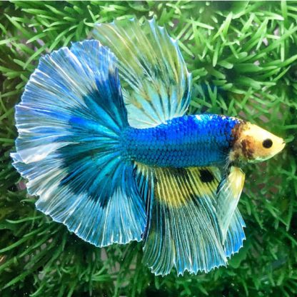 Betta splendens – Siamese Fighting Fish Butterfly - Sales