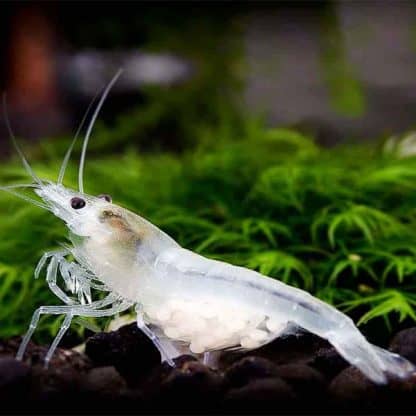 Neocaridina cf. Zhangjiaensis – White Snowball Shrimp - Sales