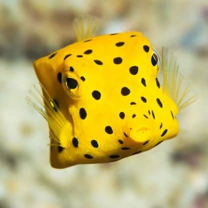 Ostracion cubicus M – Yellow Boxfish - Ψάρια Θαλασσινού