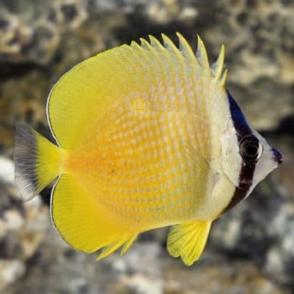 Chaetodon kleini M – Sunburst Butterflyfish - Ψάρια Θαλασσινού