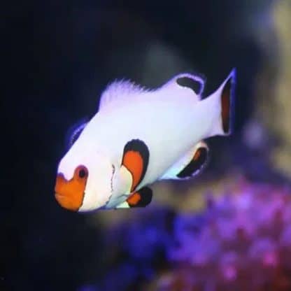 Amphiprion ocellaris –  Wyoming White Clownfish 2-3cm - Ψάρια Θαλασσινού