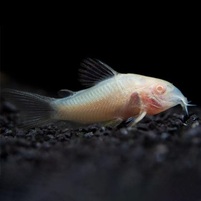 Corydoras paleatus – Albino Pepper Cory - Ψάρια Γλυκού