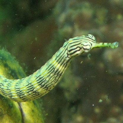 Corythoichthys haematopterus M – Messmate Pipefish - Ψάρια Θαλασσινού