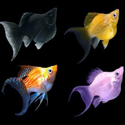 Poecilia velifera – Molly Balloon Sailfin Mix - Sales