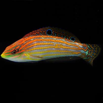 Halichoeres cosmetus S – Adorned Wrasse - Ψάρια Θαλασσινού