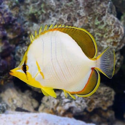 Chaetodon xanthocephalus L- Yellow Butterflyfish - Ψάρια Θαλασσινού