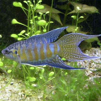 Macropodus opercularis – Paradise Fish 6cm - Sales