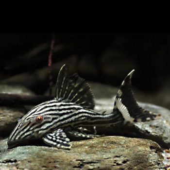 Panaque nigrolineatus – Royal Pleco L190 - Ψάρια Γλυκού