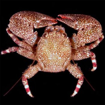 Petrolisthes sp. – Porcelain Crab - Ασπόνδυλα Θαλασσινού