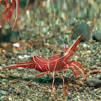 Rhynchocinetes uritai – Camel Shrimp - Ασπόνδυλα Θαλασσινού