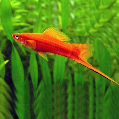 Xiphophorus hellerii – Swordtail Red - Ψάρια Γλυκού