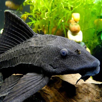 Hypostomus plecostomus – Common Pleco 5CM - Ψάρια Γλυκού