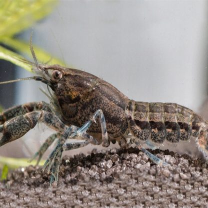 Cambarellus texanus – Dwarf Crayfish - Ασπόνδυλα Γλυκού